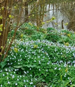 Lezing en rondleiding stinzenflora door Heilien Tonckens