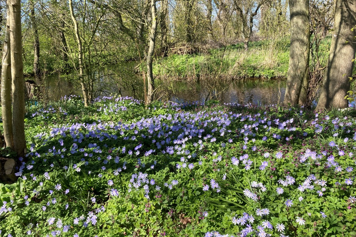 Lezing en rondleiding stinzenflora Heilien Tonckens