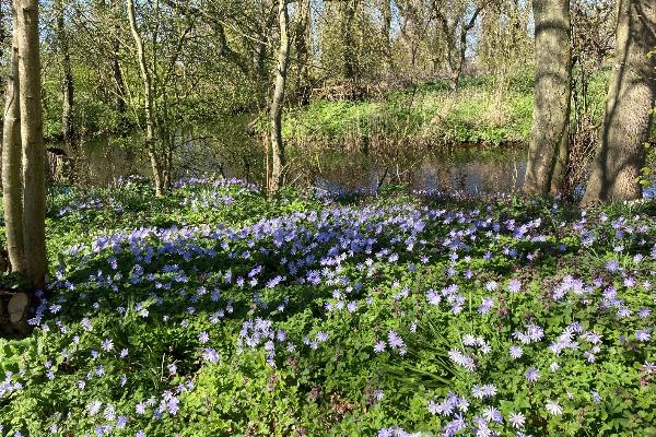 Lezing en rondleiding stinzenflora Heilien Tonckens